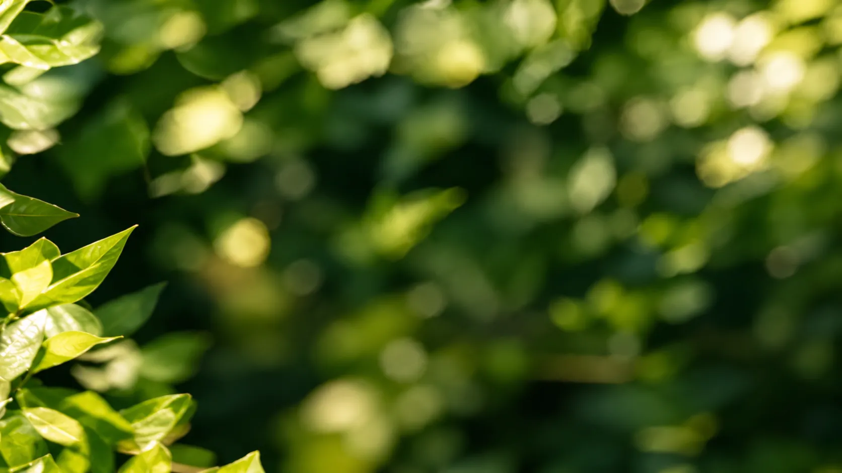 Feuillage vert éclairé par le soleil, en gros plan